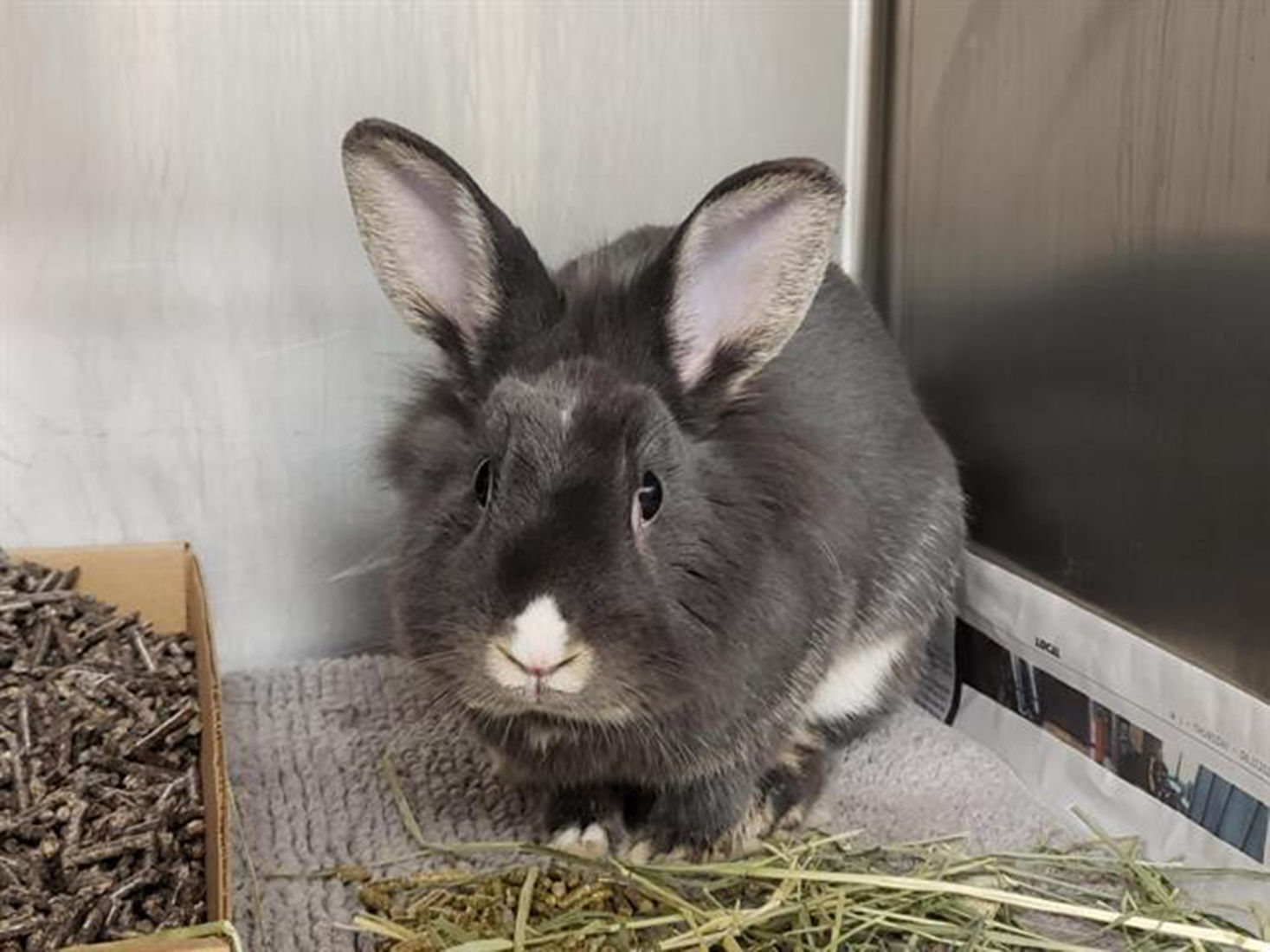 Last week's pet, still available: Amelia